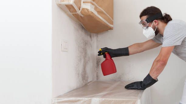 Professional Black Mold Remediation technician working in Levering, MI