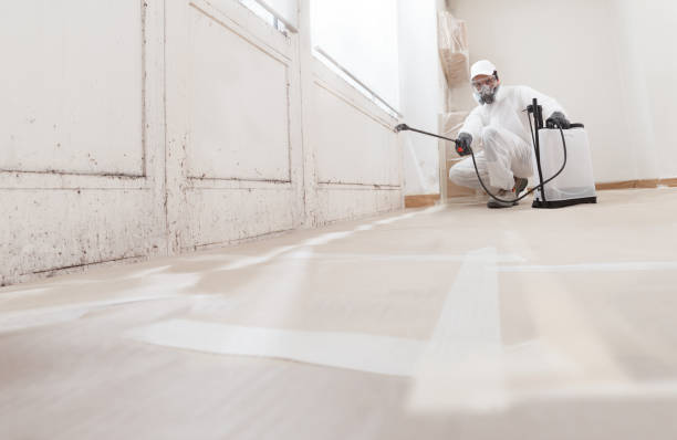 24/7 Emergency Black Mold Remediation experts in Levering, MI