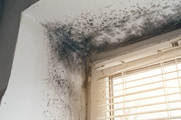 Affordable Black Mold Remediation solutions in Levering, MI