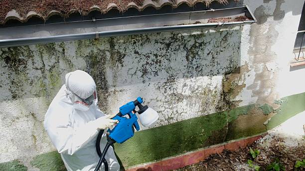 Top rated local Black Mold Remediation specialists in Levering, MI